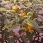 pianta di agrumi