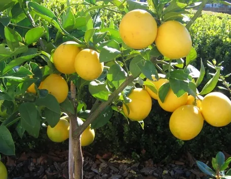 limone