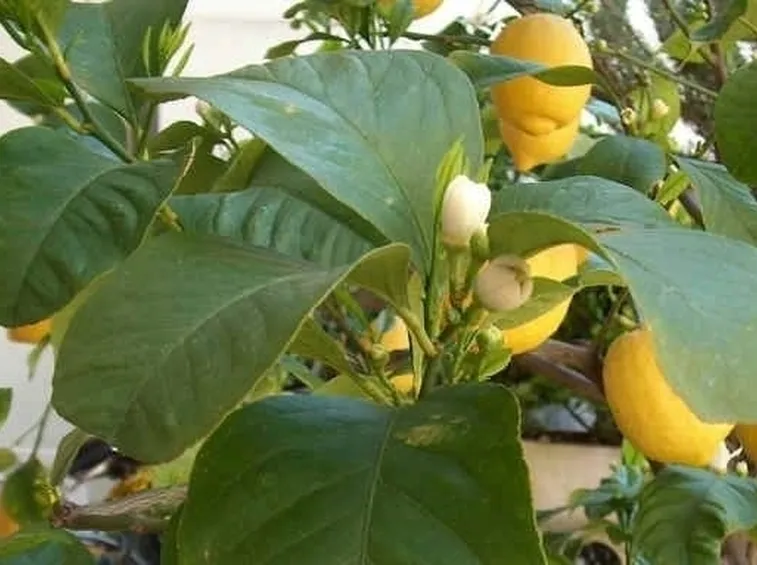 Foglie di limone