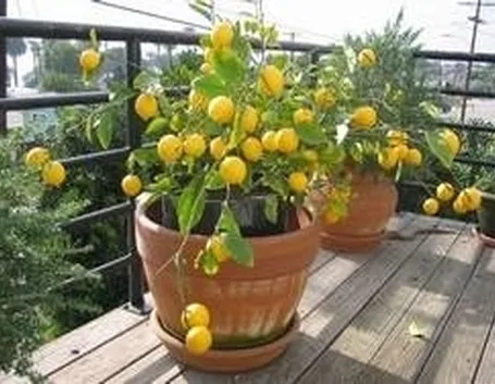 Limone