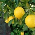 Limone