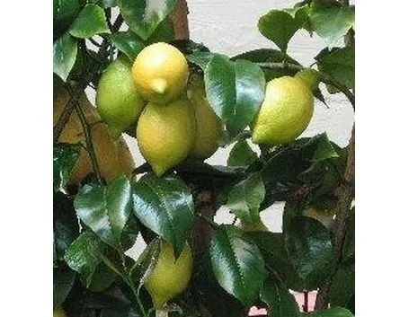 Limone