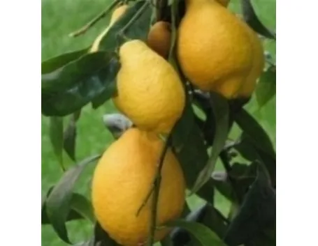 Limoni
