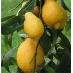 Limoni