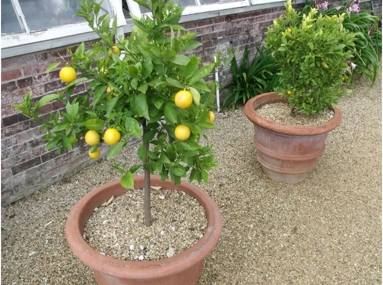 Risposta limone sul terrazzo