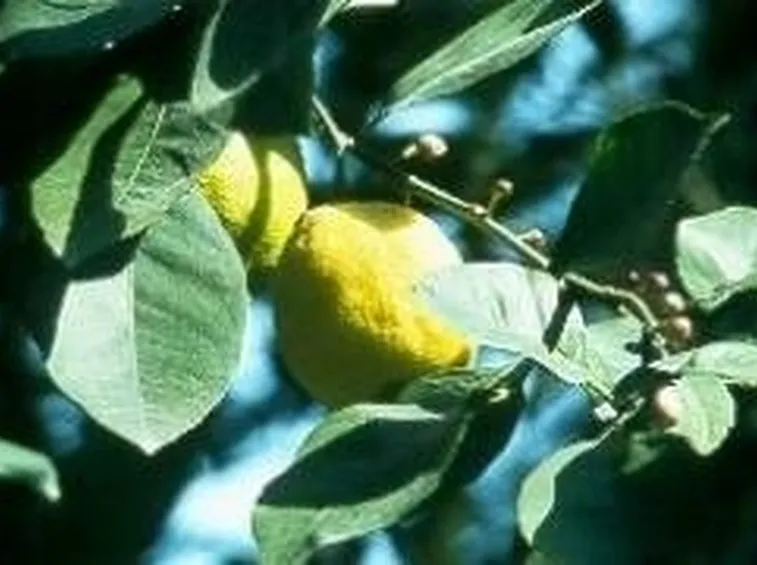 Limoni