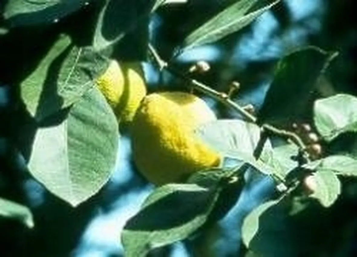 Limoni