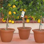 fiori di limone
