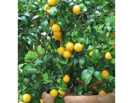 Limone