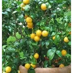 Limone