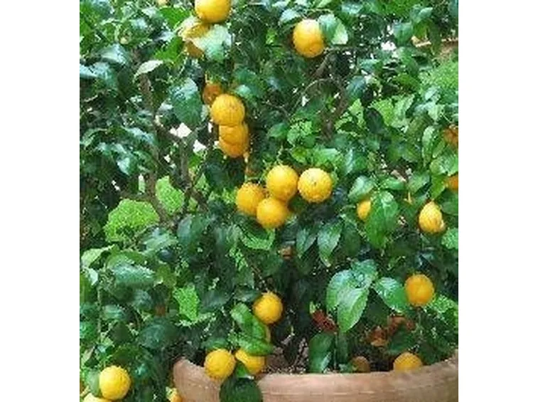 Limone