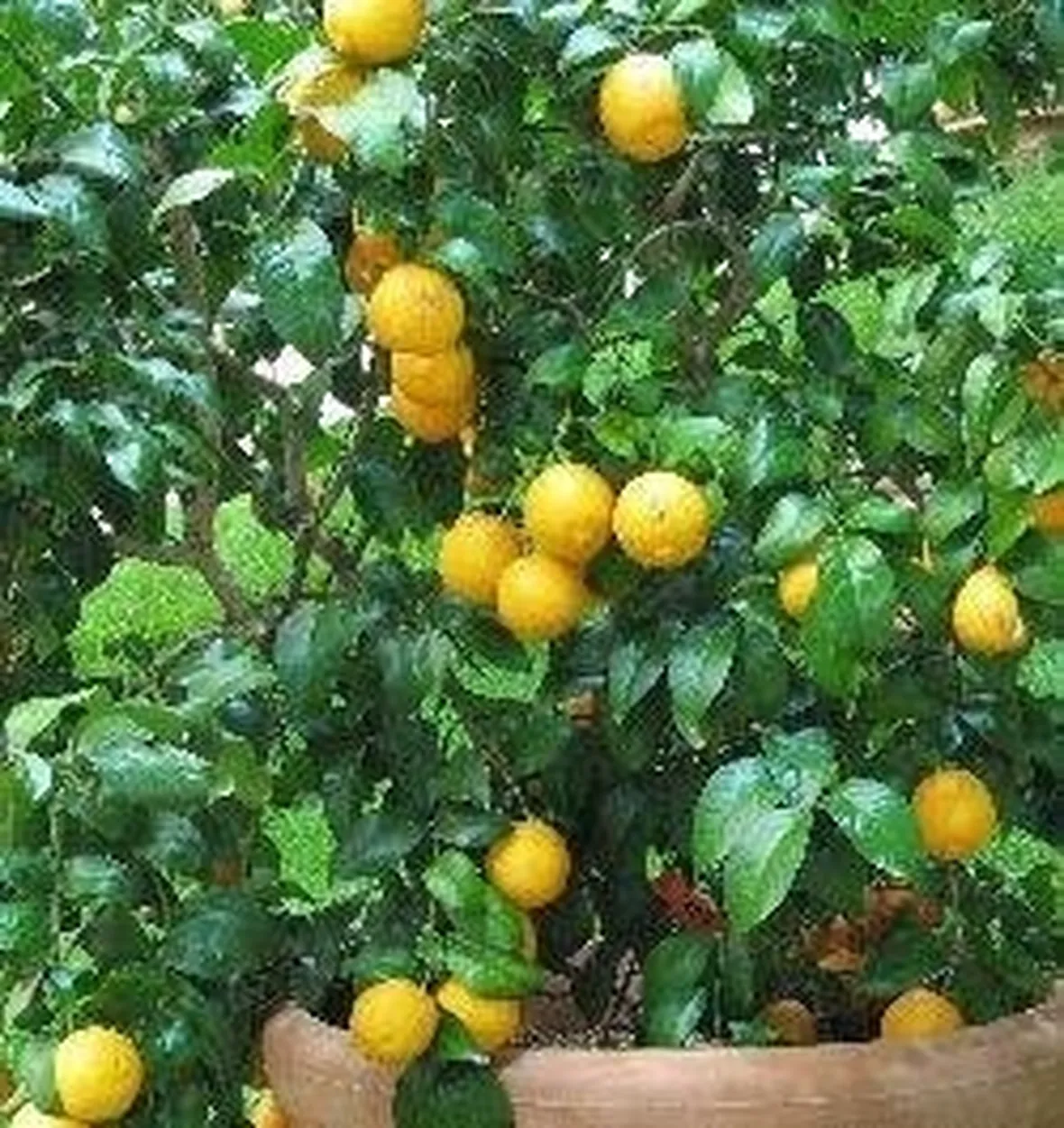 Limone