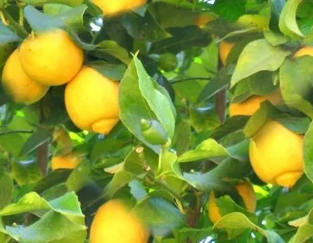 limoni