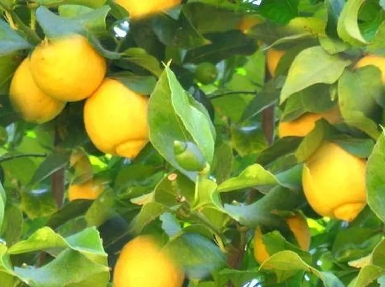 limoni
