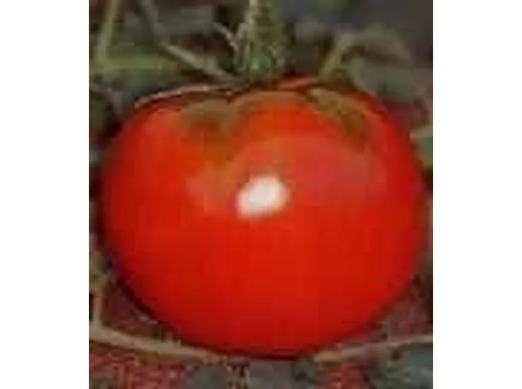 Pomodoro