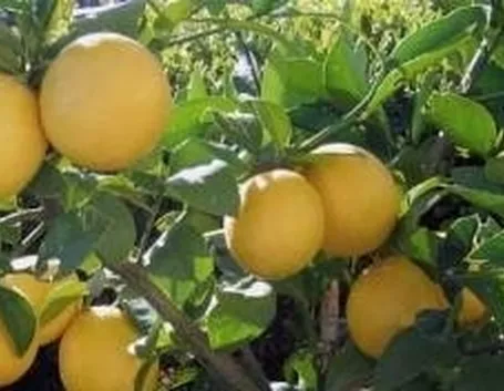 Limone