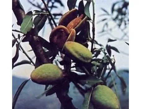 Mandorle