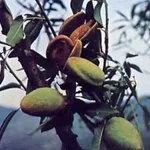 Mandorle