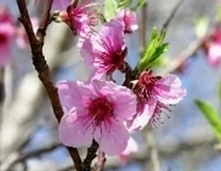 pianta da frutto