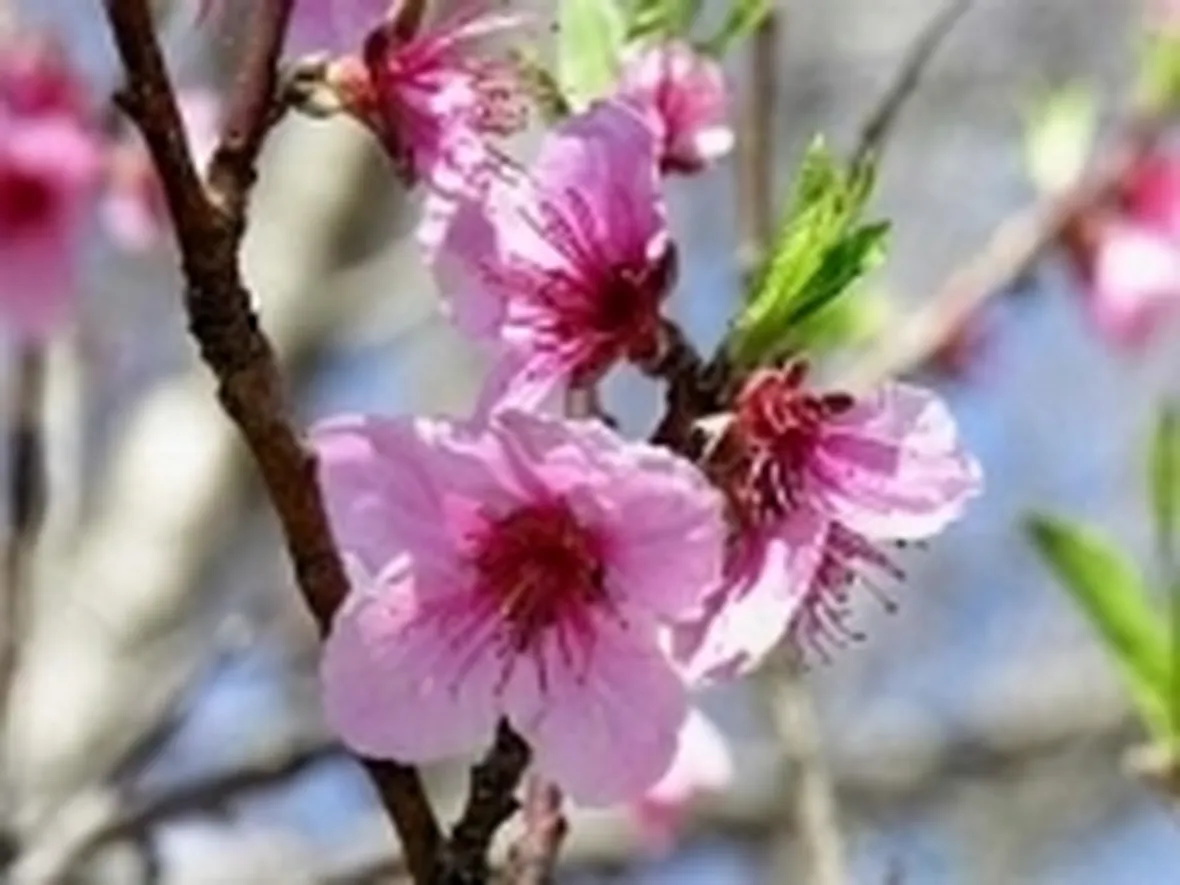 pianta da frutto