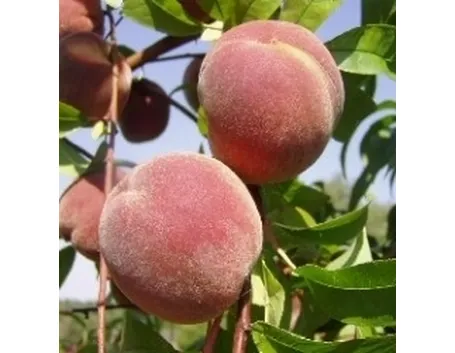 Pesche sane