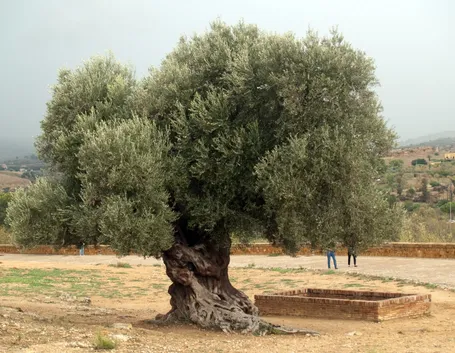 olivo