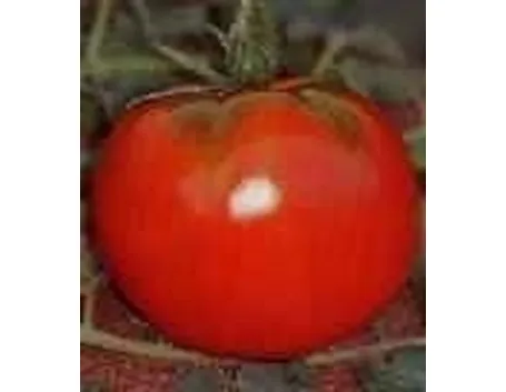 pomodoro