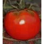 pomodoro