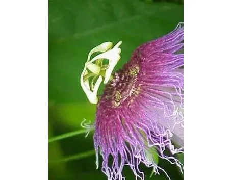 Passiflora