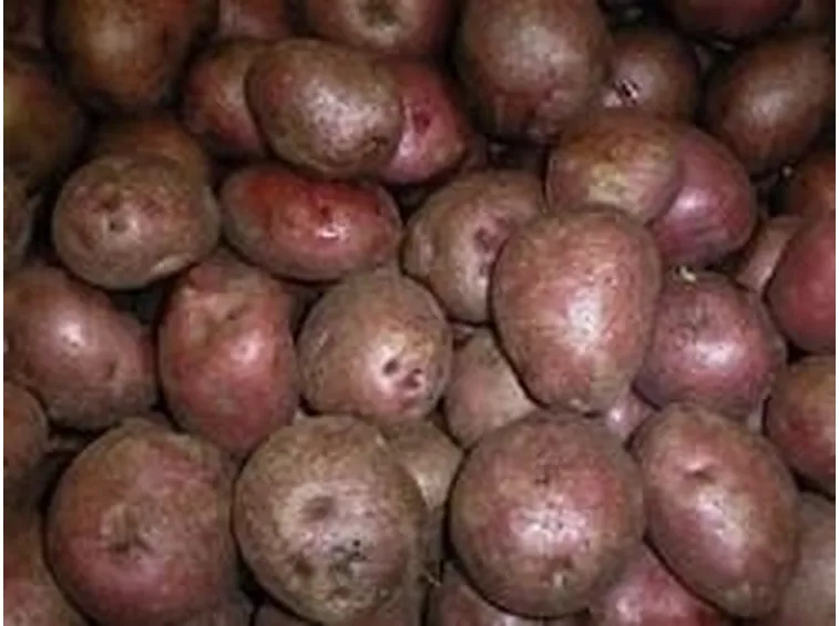 Patate