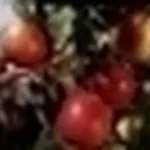 Pesche mature