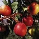 Pesche