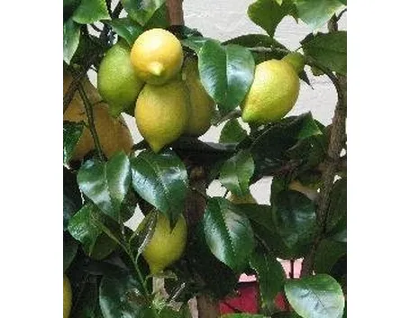 Limone