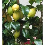 Limone