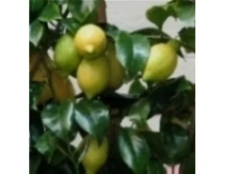 Limoni