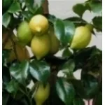 Limoni