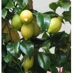 Limoni maturi