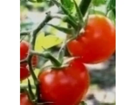 pomodoro