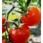 pomodoro