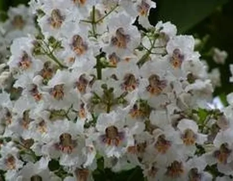 Fiori di catalpa