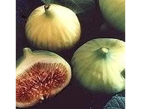 Fichi bianchi