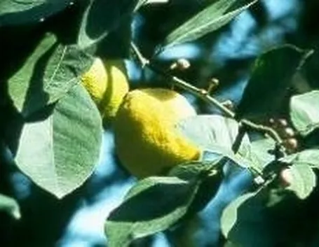 Limone