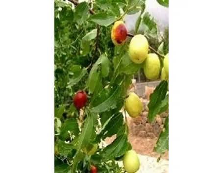 Pante da frutto