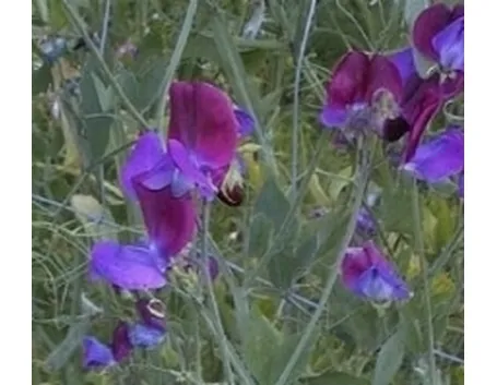 piselli odorosi