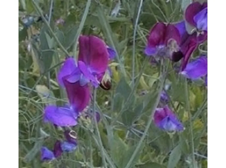piselli odorosi