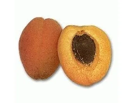 Albicocche