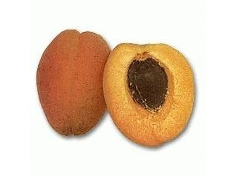 Albicocche
