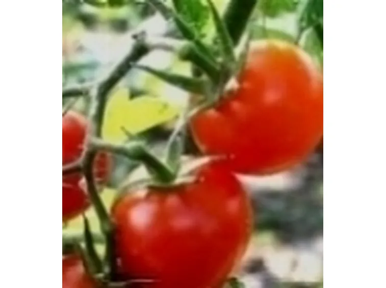 pomodori