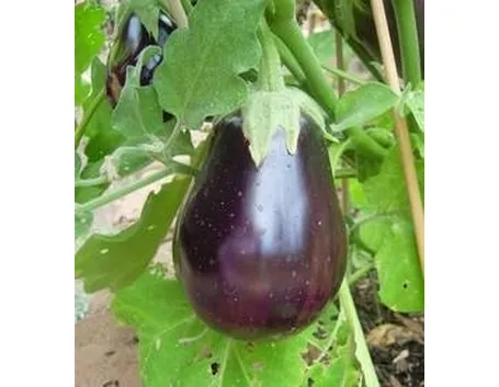 Melanzana
