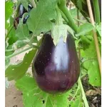 Melanzana